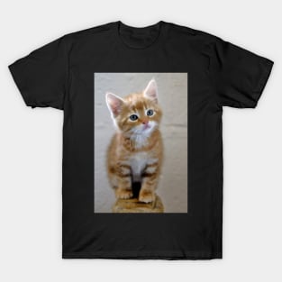 I iz all grown up mamma T-Shirt